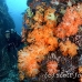 coral_soft_s_gll_h_0078_kom0926.jpg